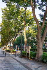 Obraz premium 原宿表参道 秋のケヤキ並木（東京都渋谷区）