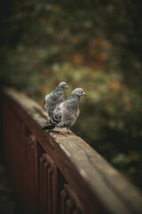 pigeon on a fence