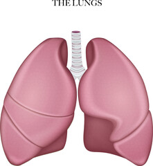 Lungs anatomy structure colorful illustration