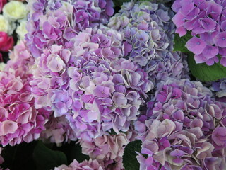Floral background. Flowers of different colors. Floral carpet. Floral pattern. Floral print background.  HYDRANGEA flowers.