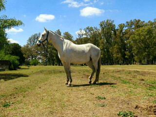 Caballo pampeano.