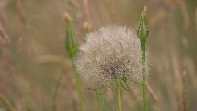 Seedhead And Buds Of A Western Salsify Plant In The Meadow. Tragopogon Dubius. close up