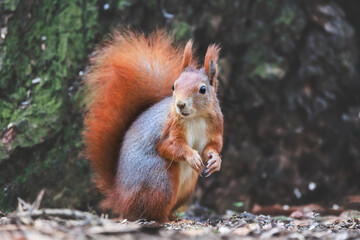Naklejka na ściany i meble red squirrel, Sciurus vulgaris, Autumn, nut and dry leaves