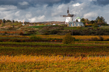 Windmühle Retz mit bunten Weingärten im Vordergrund