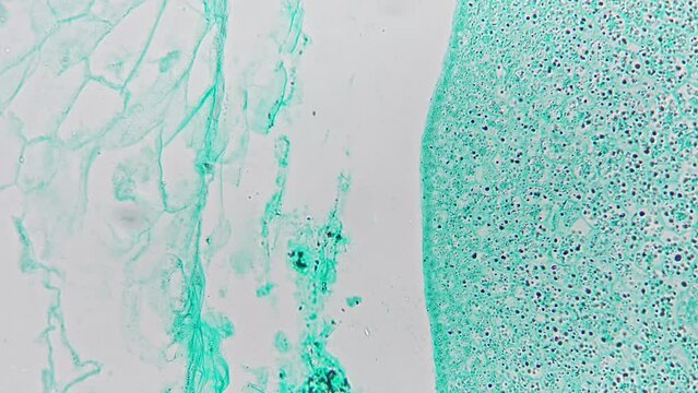 Seed of Zea mays in longitudinal section filmed in lab under microscope 400x against bright field. Piece of maize cut and multiply magnified for studying its structure and analyzing cells on biology.