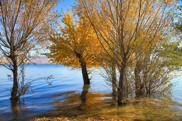 trees in the autumn