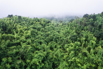 Fototapeta na wymiar Abundance tropical rainforest and foggy in the morning at national park