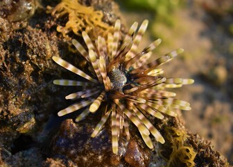 Naklejka na ściany i meble Photo of sea urchin on the beach