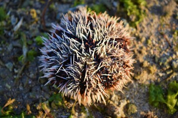 Photo of sea urchin on the beach