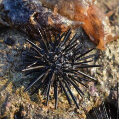 Photo of black sea urchin on the beach