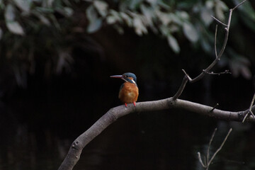 明治神宮のカワセミ