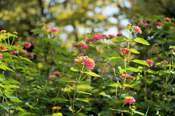 ピンクのランタナ