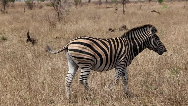 A zebra is walking through the African bush, nodding its head up and down and curling its lips in an attempt to get rid of the botfly parasite.&nbsp;