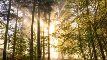 Golden Sunrise Forest Autumn