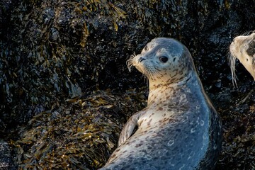Shot of harbor, common, seals lying on the rock with one looking back at the camera