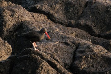 Shot of a beautiful black oystercatcher with a red beak standing on the black rocks