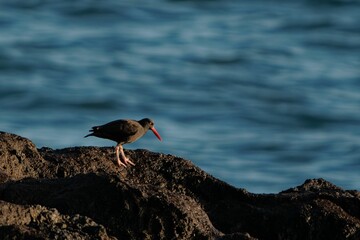 Shallow focus of a black oystercatcher standing turned on the rocks in front of blue water