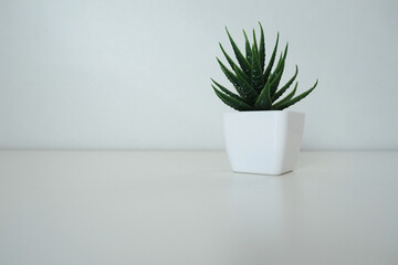 Interior decor. Artificial green plant in a white small pot against a white wall. Evergreen imitation of aloe or kalanchoe to decorate an office, room or apartment.