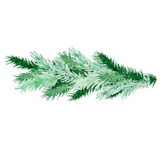 Watercolor winter fir branches