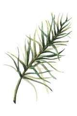Fototapeta premium Watercolor Hand Drawn Fir Branch