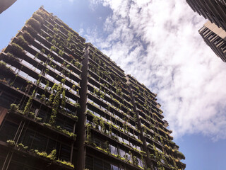 close up shot of a high rise building with vines on its walls