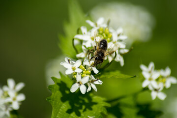 bee on a flower