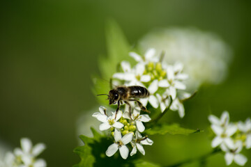 bee on a flower