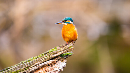 Kingfisher Portrait 