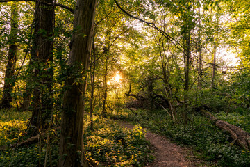 path in the forest with sun