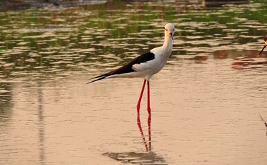 white stork in the water, Black Headed stilt, Himantopus Himantopus, Bird with crane legs, crane.