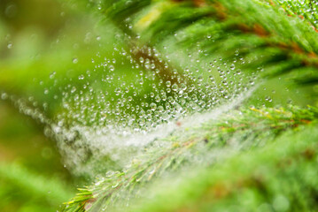 Drops of water on cobwebs on the branches of a Christmas tree on a cloudy autumn day in the Ukrainian Carpathians