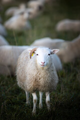 Sheep with one horn with sheep herd in the field in the warming light of sunrise, Germany, Europe
