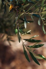 Tir vertical d& 39 un olivier poussant dans le jardin