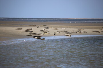 Phoques en Normandie
