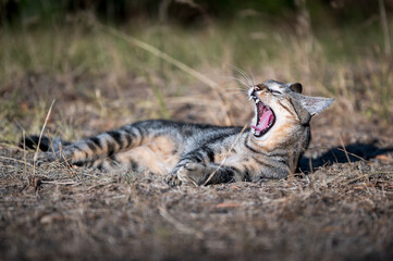 beautiful domestic cat outdoor. cat life in countryside.  yawing cat