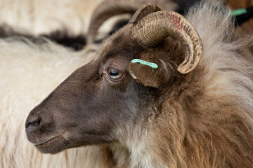 Drents heideschaap