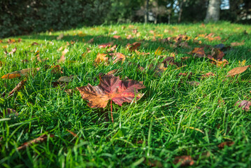 kolorowe liście na trawie w parku