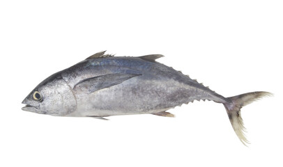 Tuna fish isolated on white