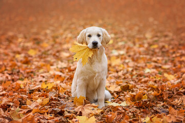 dog puppy golden retriever labrador 4 months old in the autumn park for a walk in yellow leaves