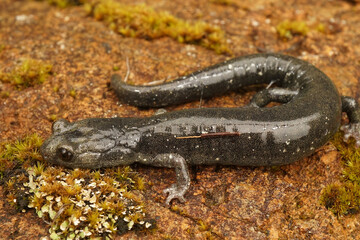 Closeup on a not yet dark colored sub-adult juvenile Black salamander, Aneides flavipunctatus