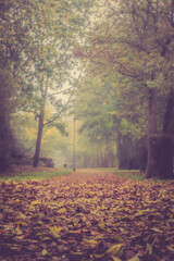 beautiful misty parkway in autumn, retro look