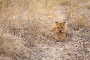 Fototapeta na wymiar Young lion cub ( Panthera Leo) resting, Timbavati Game Reserve, South Africa.