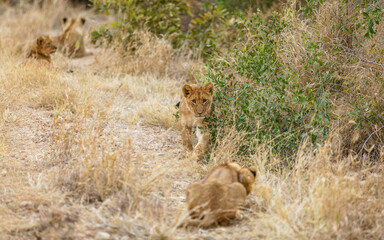 Young lion cubs ( Panthera Leo) playing, Timbavati Game Reserve, South Africa.