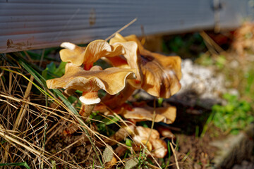 Close-up of fungus with lamellas at City of Zürich on a sunny autumn day. Photo taken October 29th, 2022, Zurich, Switzerland.