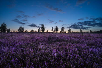 lavender field at sunset