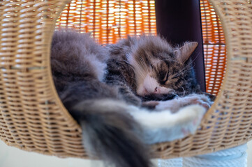 fluffy cat sleeping in his cathouse
