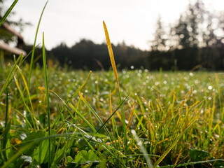 grass disease called lawn rust, crown rust, Puccinia coronata