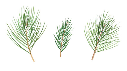Christmas tree set branch isolated on white background. Watercolor hand drawn Xmas illustration Art design decoration