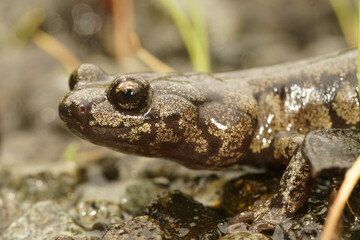 Closeup on a gorgeous colored adult Clouded salamander, Aneides ferreus in northern California