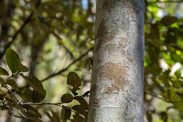 cricket resting on silver birch
